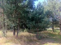 Działka budowlana Trzcianka. Zdjęcie 4