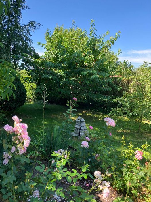 Działka rod Katowice Śródmieście. Zdjęcie 2