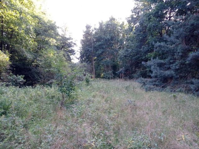 Działka rolna Kicin. Zdjęcie 1