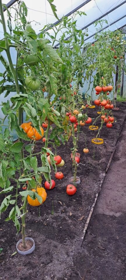 Działka rod Piła, ul. Koszalińska. Zdjęcie 6