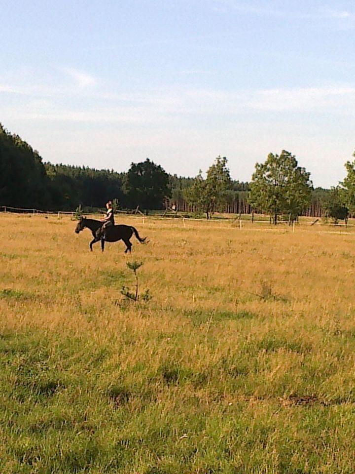 Działka siedliskowa Studniczka. Zdjęcie 3