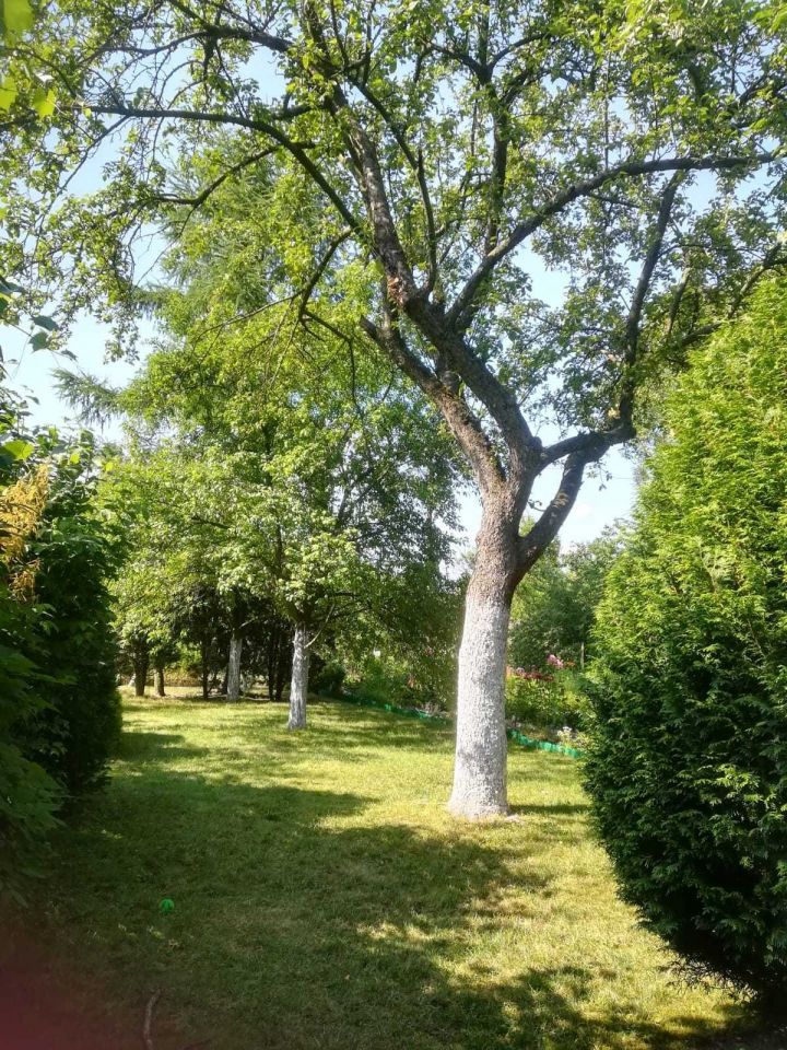 Działka rod Gliwice, ul. Andrzeja Mielęckiego. Zdjęcie 2