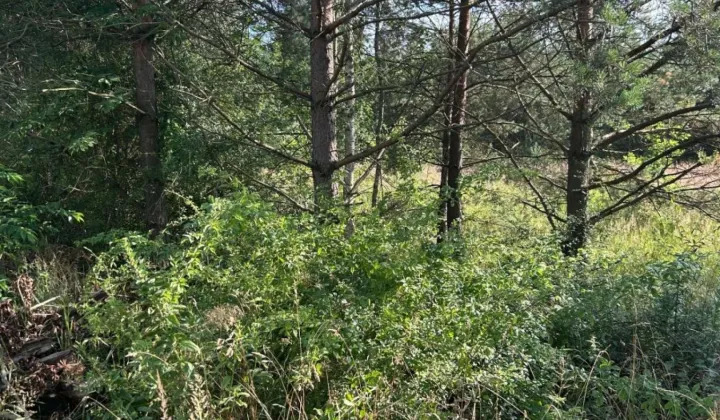 Działka inna Mysłowice Wesoła, ul. 11 Listopada
