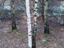 Działka budowlana Zajezierze. Zdjęcie 1