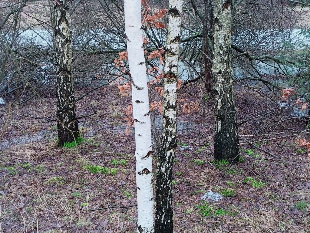 Działka budowlana Zajezierze. Zdjęcie 2