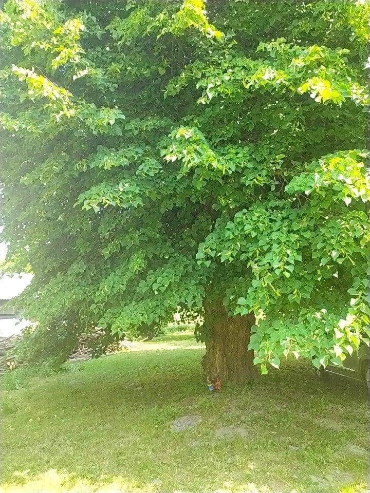 siedlisko, 2 pokoje Raciborowice-Kolonia. Zdjęcie 11