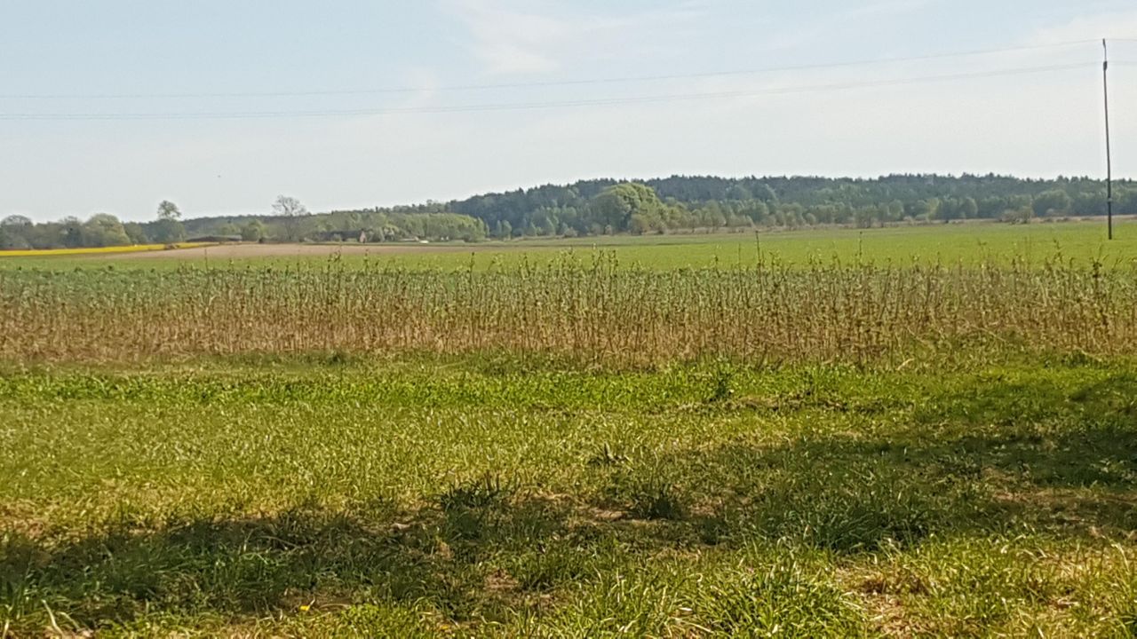 Działka rolna Dargikowo. Zdjęcie 8
