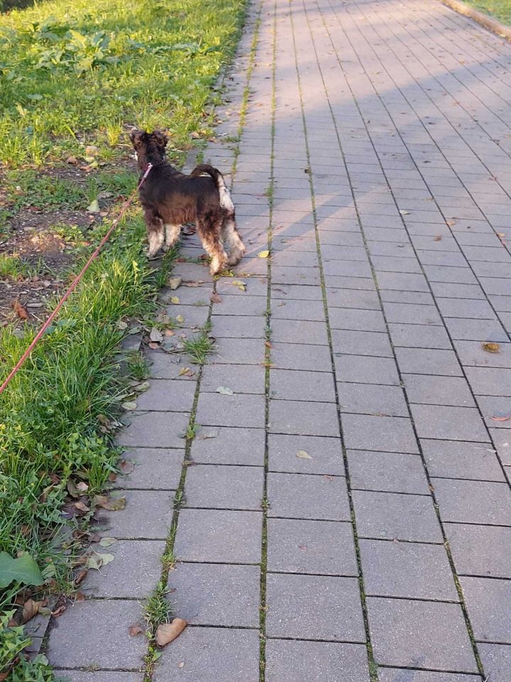 Działka rod Nysa, ul. Adama Mickiewicza. Zdjęcie 7