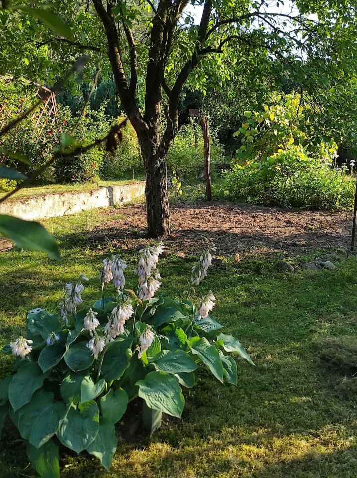 Działka rod Wilkanowo. Zdjęcie 1