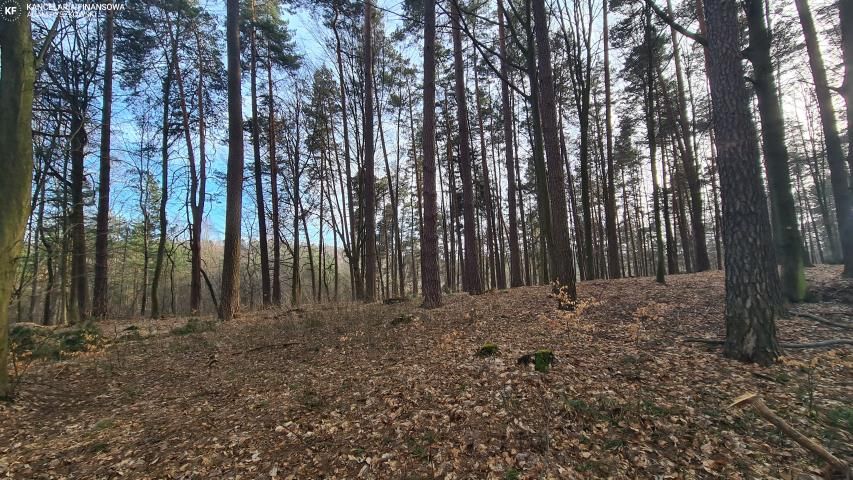 Działka leśna Bondyrz. Zdjęcie 7