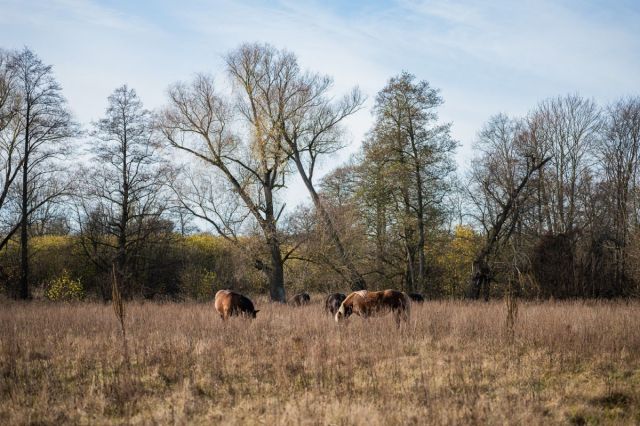 Działka budowlana Goszczyce Poświętne. Zdjęcie 10