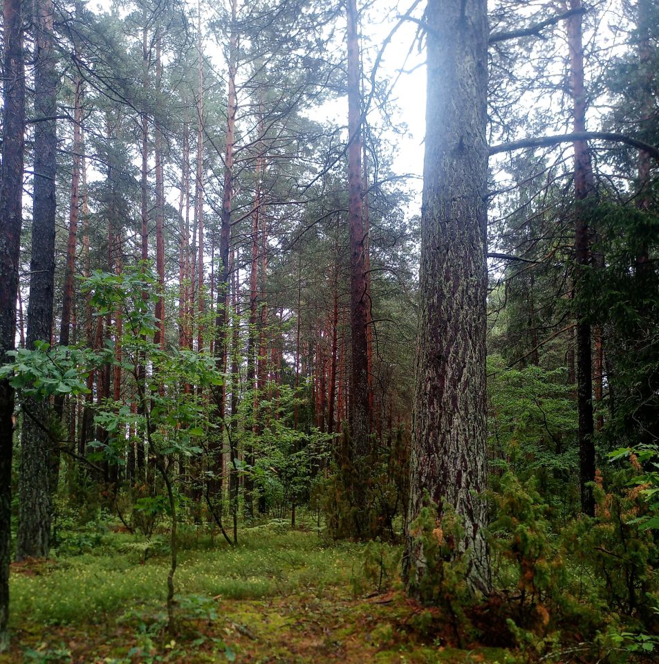 Działka leśna Czechy Orlańskie. Zdjęcie 2