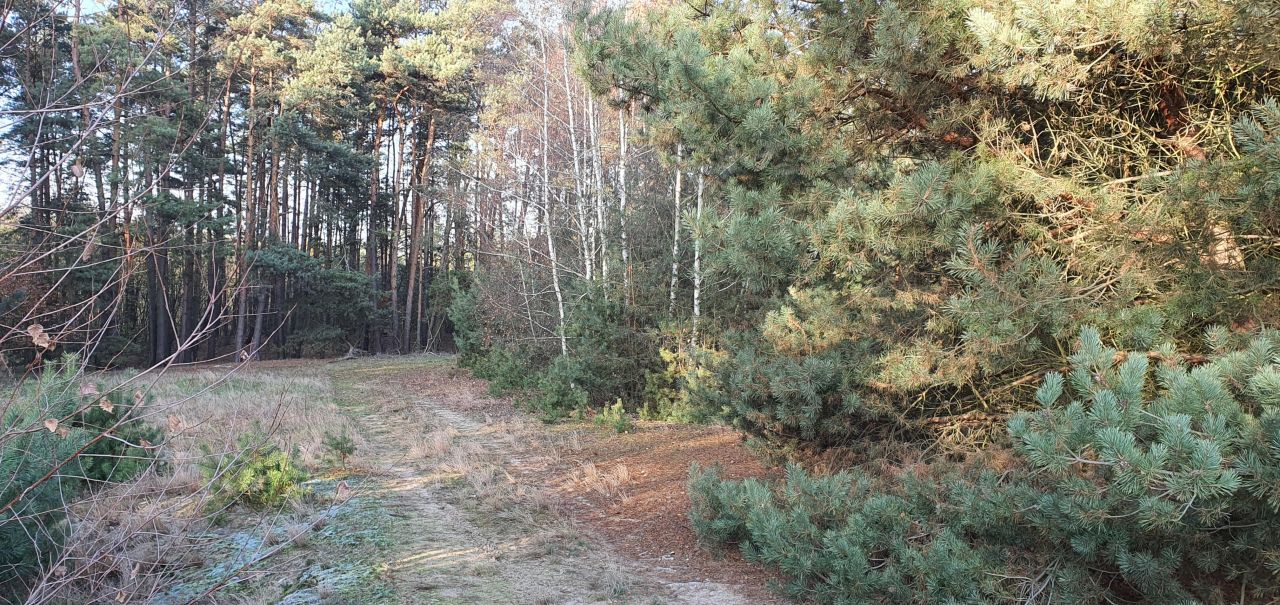 Działka rekreacyjna Chrzypsko Małe. Zdjęcie 5