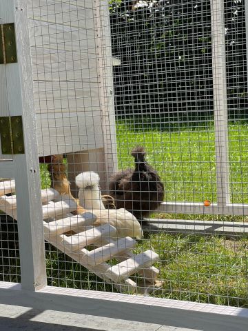 dom wolnostojący, 4 pokoje Kijany, Nad Rzeką Wieprz. Zdjęcie 19