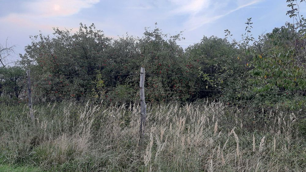 Działka rolna Kargowa. Zdjęcie 3