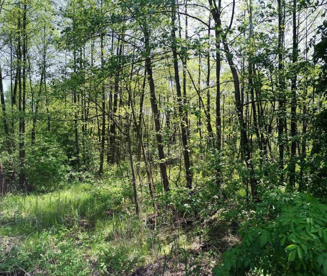 Działka leśna Ośrodek-Wyżnica. Zdjęcie 5