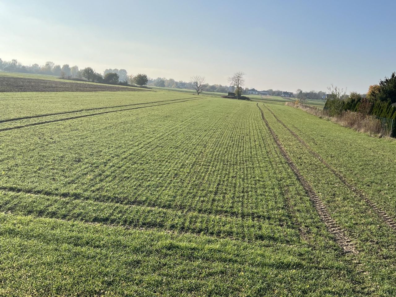 Działka rolno-budowlana Gołąb, ul. Powiśle. Zdjęcie 1