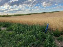 Działka budowlana Brzezia Łąka, ul. Kasztanowa. Zdjęcie 2