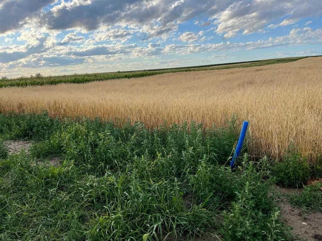 Działka budowlana Brzezia Łąka, ul. Kasztanowa. Zdjęcie 3