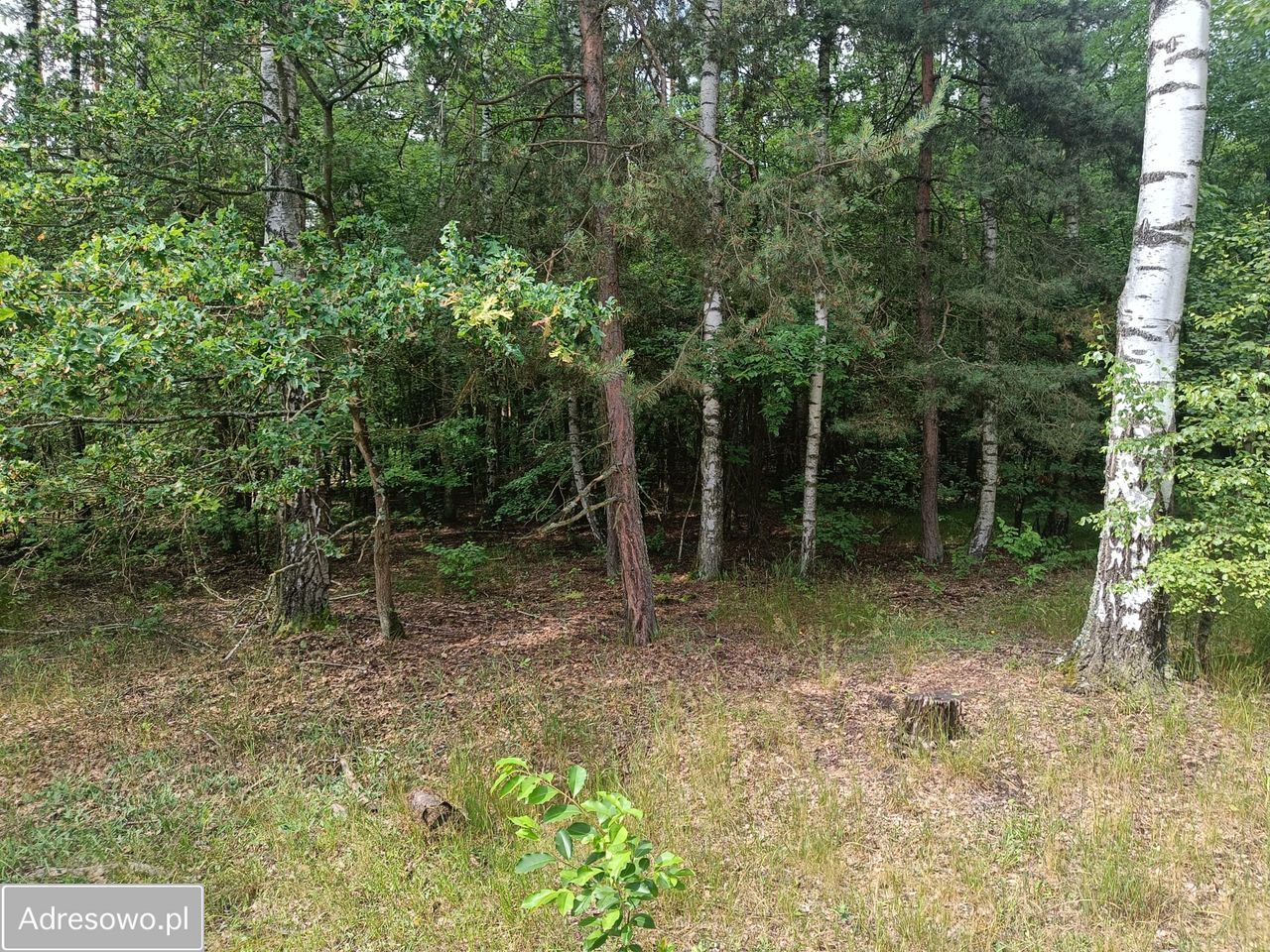 Działka budowlana Ostrowina. Zdjęcie 12