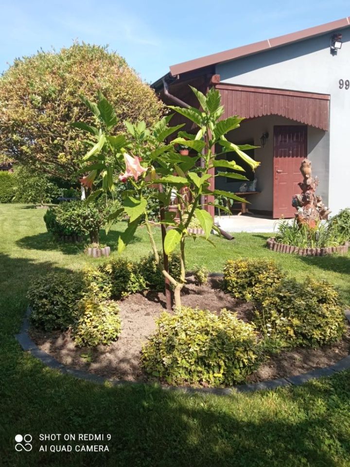 Działka rod Żory, ul. Okrężna. Zdjęcie 4