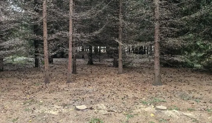 Działka budowlana Pasikonie, ul. Powozowa