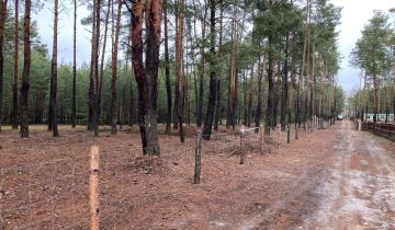 Działka leśna Karolinów