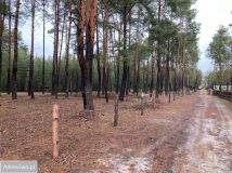 Działka leśna Karolinów. Zdjęcie 1