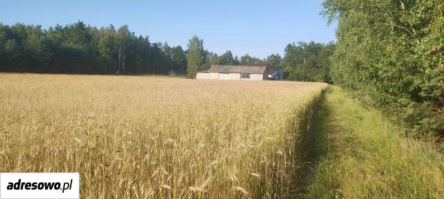 Działka rolno-budowlana Miłkowska Karczma. Zdjęcie 1