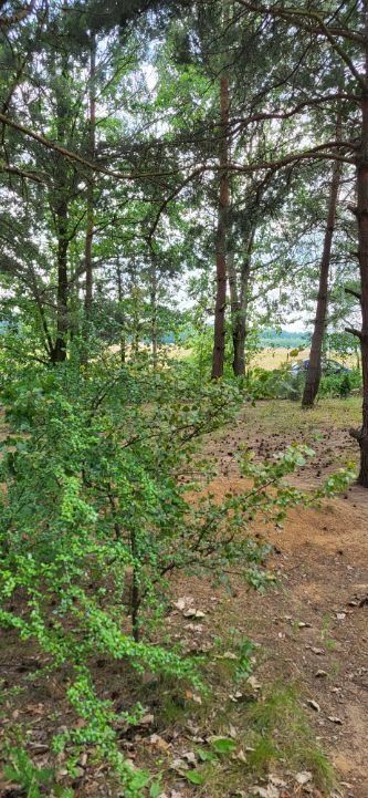 Działka rod Polkowice. Zdjęcie 4