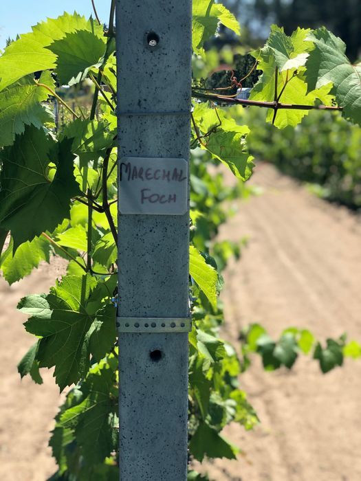 Działka budowlana Huta Jeżewska. Zdjęcie 4