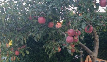 Działka rod Bełchatów, ul. Cegielniana