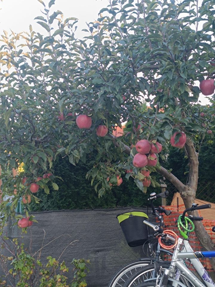 Działka rod Bełchatów, ul. Cegielniana. Zdjęcie 2