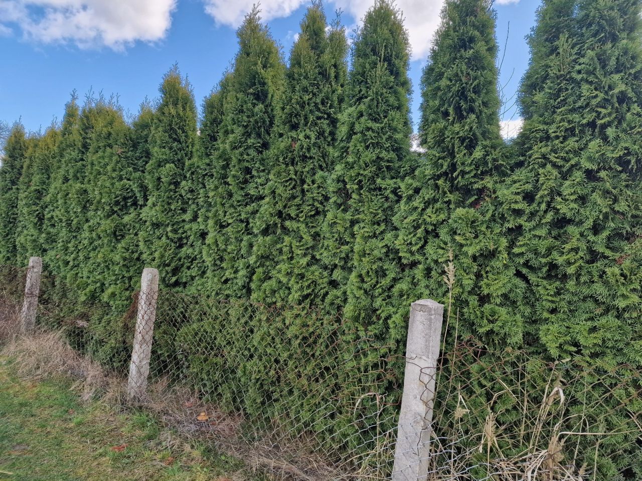 Działka rod Szczecin Bukowo, ul. Nad Stołczynką. Zdjęcie 3