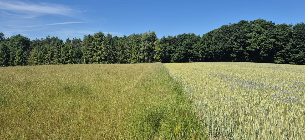 Działka rekreacyjna Sasino, ul. Stara Cegielnia. Zdjęcie 9