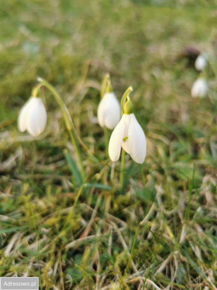 Działka budowlana Salinko, ul. Srebrna. Zdjęcie 11