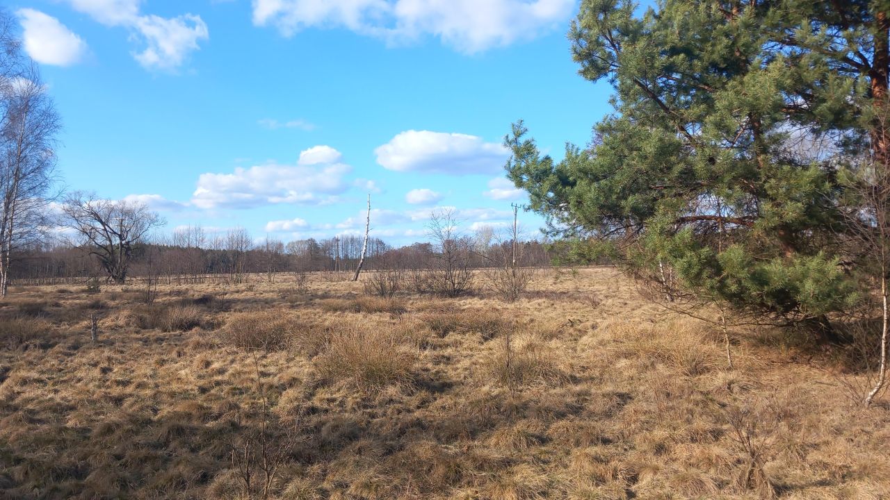 Działka rolna Zielona Góra Jarogniewice, ul. Jarogniewice. Zdjęcie 3