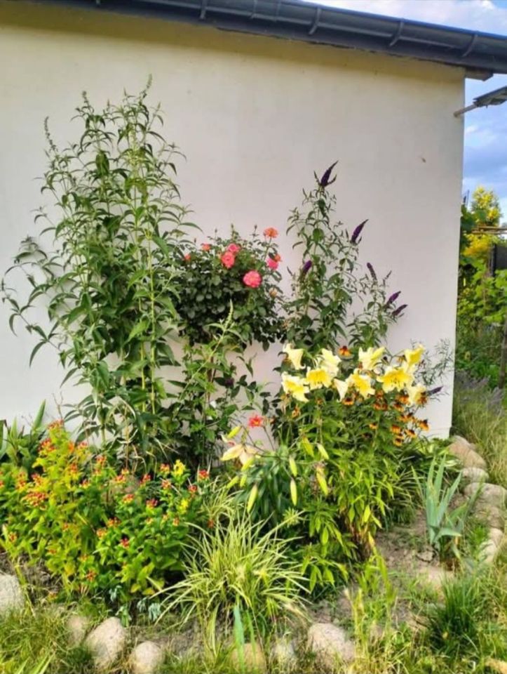 Działka rod Włocławek. Zdjęcie 2