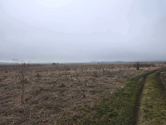 Działka rolna Miączyn-Kolonia, brak. Zdjęcie 1
