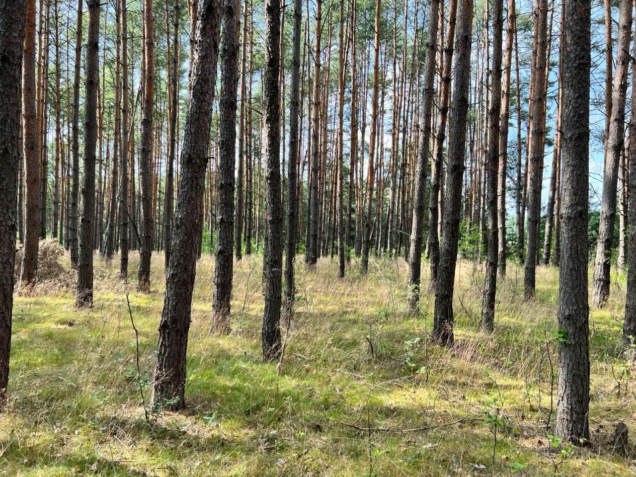 Działka rolna Trzebule. Zdjęcie 9