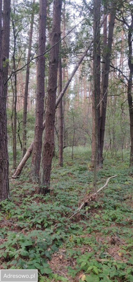 Działka leśna Biszcza. Zdjęcie 10