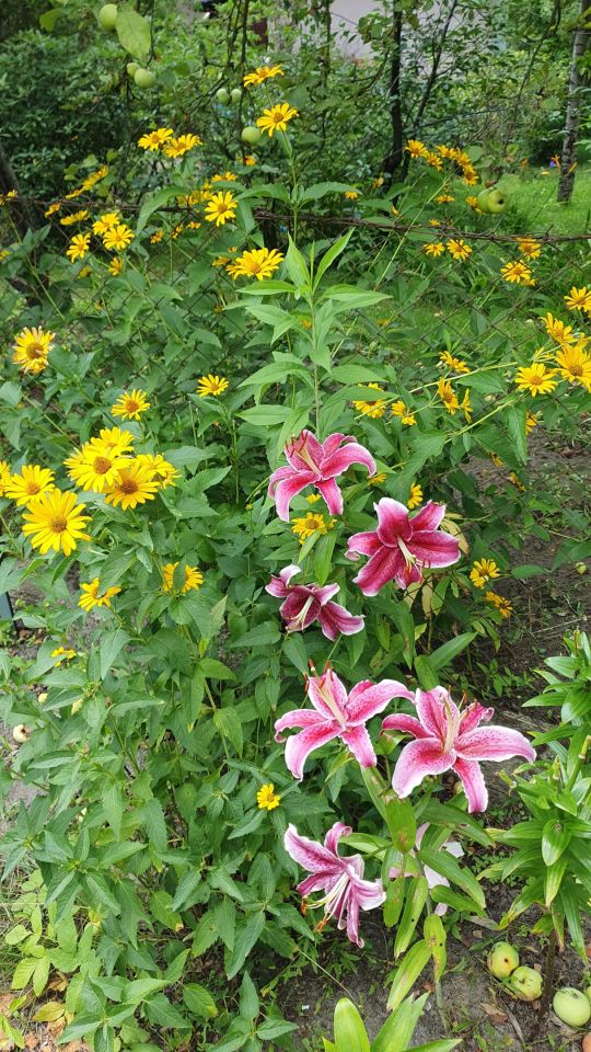 Działka rod Warszawa Wawer, ul. Borowiecka. Zdjęcie 12