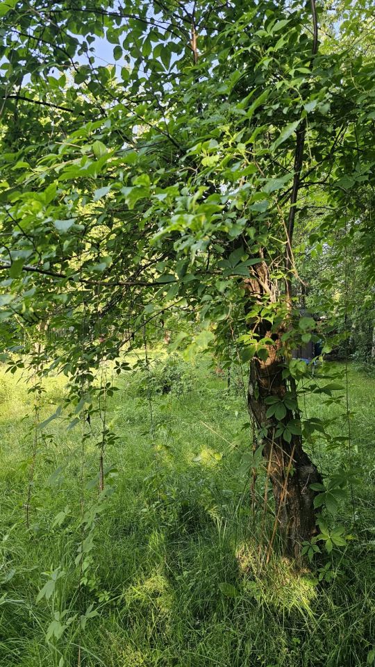 Działka rod Warszawa Mokotów, ul. Piaskarzy. Zdjęcie 10