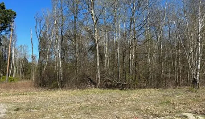 Działka leśna Zawodne