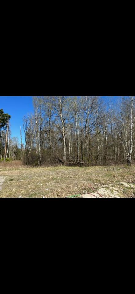 Działka leśna Zawodne. Zdjęcie 1