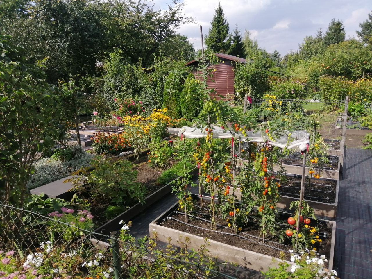 Działka rod Częstochowa Centrum, ul. Papierowa. Zdjęcie 6