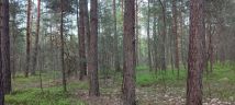 Działka leśna Giedlarowa. Zdjęcie 1