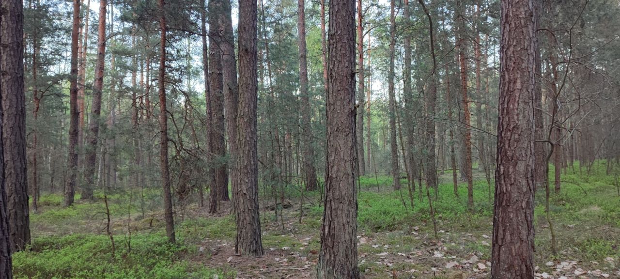 Działka leśna Giedlarowa. Zdjęcie 2