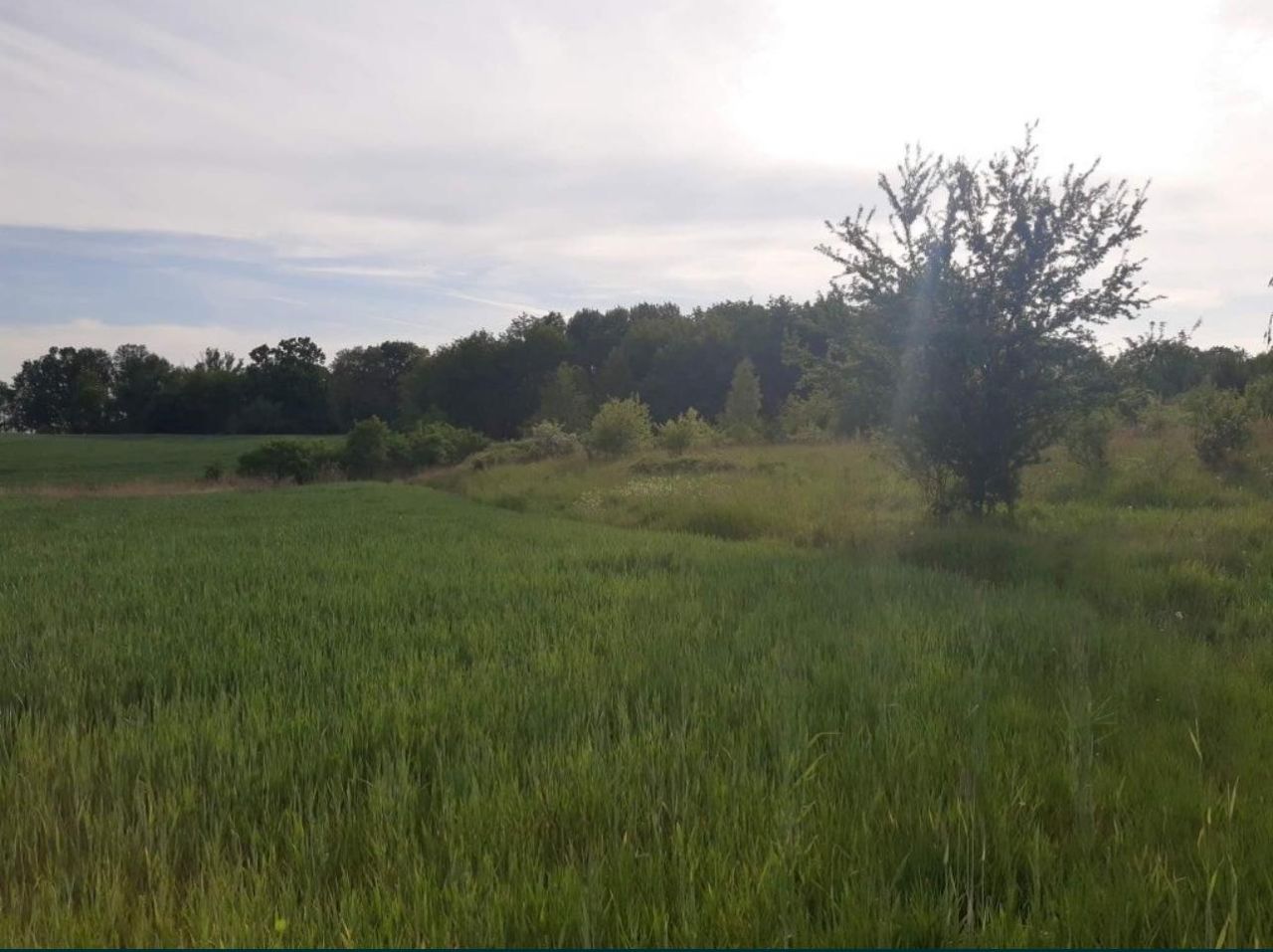 Działka rolna Pławno. Zdjęcie 4