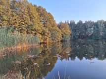 Działka rolna Siedlików. Zdjęcie 2